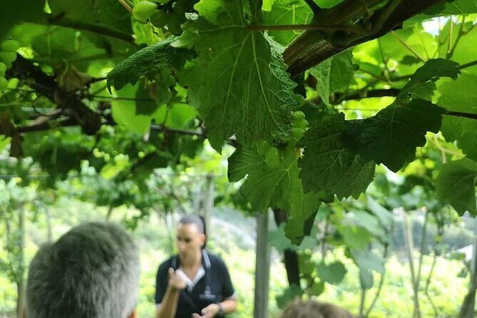 Half-Day Small-Group Wine Tour in Madeira - An In-Depth Look at the Madeira Small-Group Wine Tour