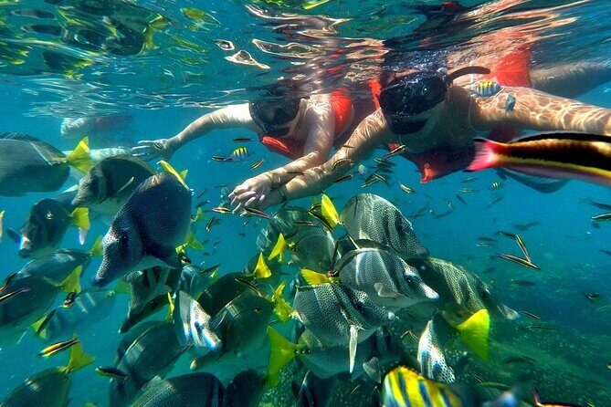 Half-Day Snorkel Experience and Party Catamaran in Los Cabos! + Round Trip - Key Points