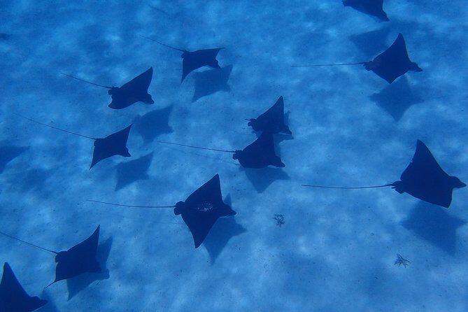 Half day Snorkeling Shared Boat Tour in Bora Bora - Key Points