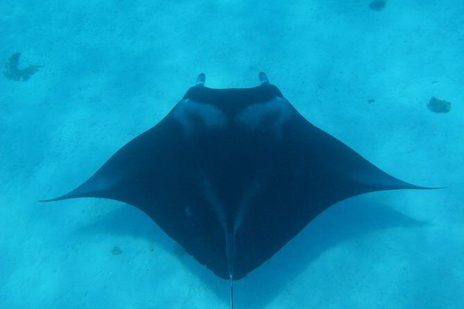 Half day Snorkeling Shared Boat Tour in Bora Bora - What to Expect from the Guides and Group Size