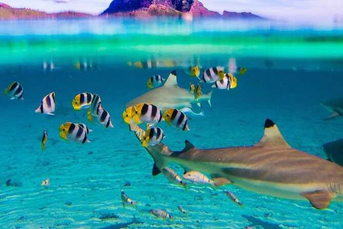 Half day Snorkeling Shared Boat Tour in Bora Bora - Final Thoughts