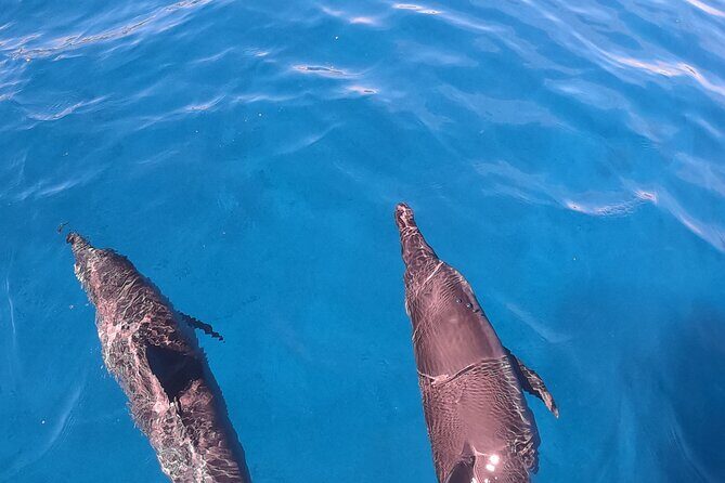 Half-Day Snorkeling Tour in Tahiti - The Sum Up