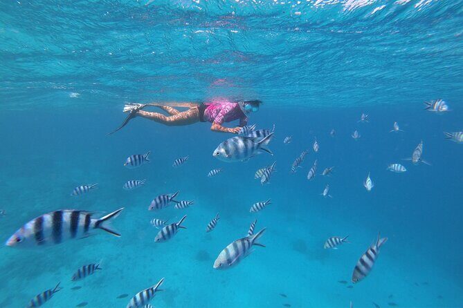 Half-Day Snorkeling Tour in Tahiti - FAQ