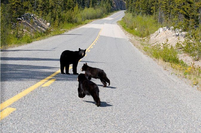 Half Day Suspension Bridge Tour in Skagway and Yukon - The Sum Up