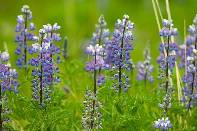 Half Day Suspension Bridge Tour in Skagway and Yukon - FAQ