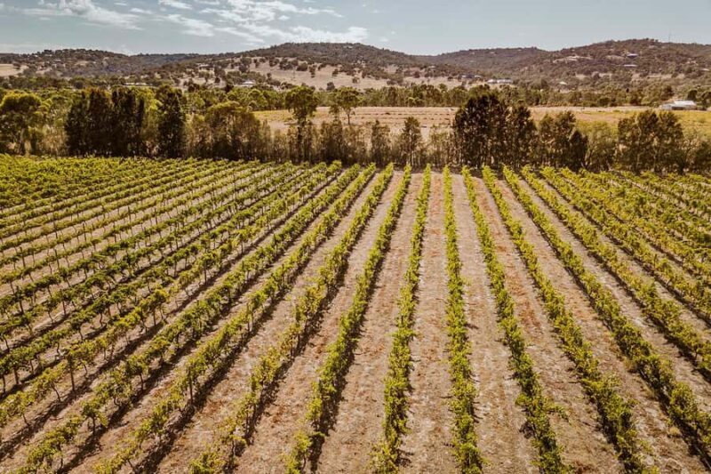 Half-Day Swan Valley Wine Tour with Tastings - From Perth - A Deep Dive Into the Experience