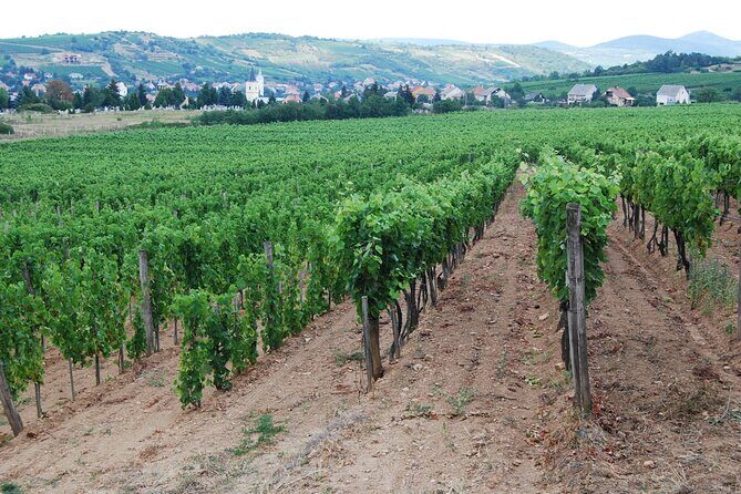 Half Day Tokaj Wine Tasting Tour in Mád Hungary with lunch - Who Will Love This Tour?