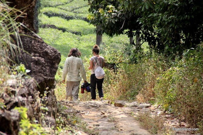 Half day Top Valley trek in Munnar - A Practical Look at the Half-Day Top Valley Trek in Munnar