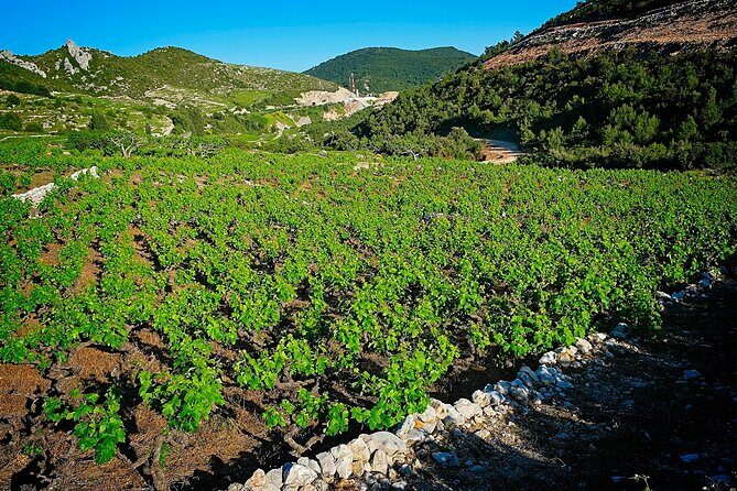 Half Day Tour - Deep and Dark Red Wine of Peljeac - The Itinerary: What to Expect and Why It Matters