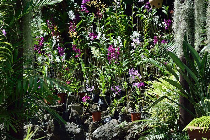 Half Day Tour from Nadi includes Local Markets, Orchid Gardens and Local Village - Shore Excursions - Practicalities and Value