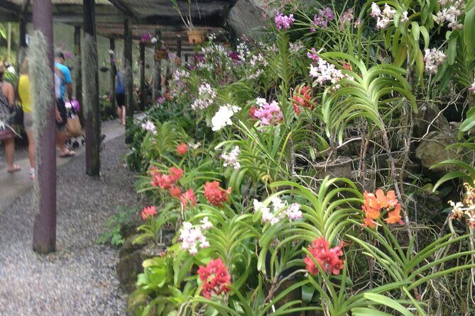 Half Day Tour from Nadi includes Local Markets, Orchid Gardens and Local Village - Shore Excursions - FAQ