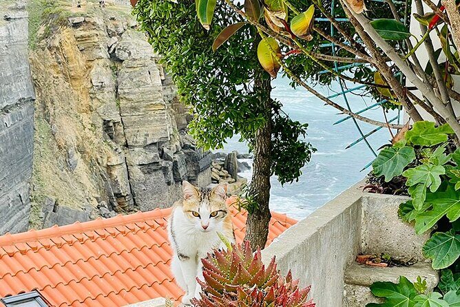 Half-Day Tour in Cascais / Sintra with Brunch and Wine Tasting - Who Will Love This Tour?