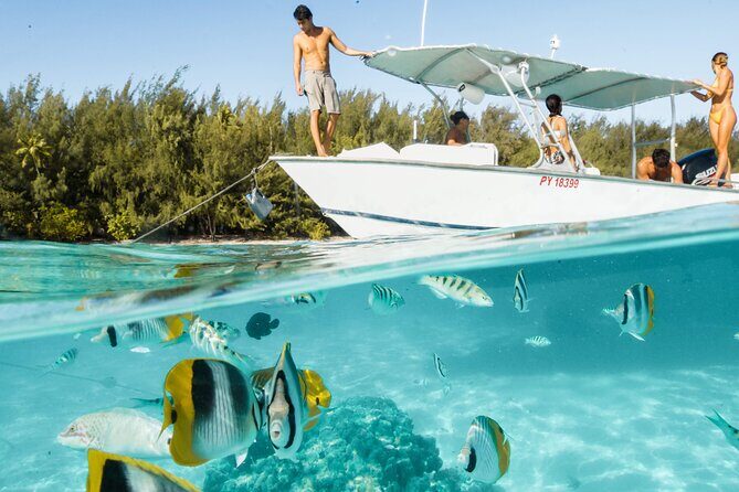 Half Day Tour lagoon discovery marine fauna flora small group - An In-Depth Look at the Lagoon Discovery Tour in Moorea