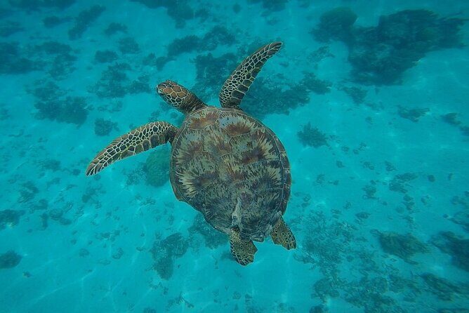 Half Day Tour lagoon discovery marine fauna flora small group - FAQ