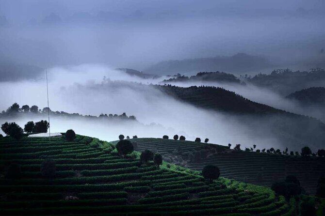Half-day Tour: Largest Tea Plantation & Amazing Xianggong Hill - In-Depth Look at the Itinerary