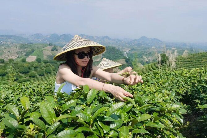 Half-day Tour: Largest Tea Plantation & Amazing Xianggong Hill - Practical Tips for Enjoying the Tour