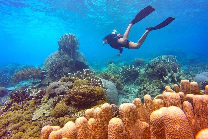 Half Day Tour Snorkeling in Nha Trang Bay Included Lunch - Why This Tour Offers Great Value