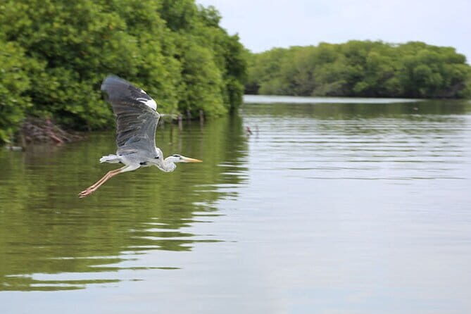 Half Day Tour to Muthurajawela, Lagoon, Dutch Canal and Mangroves - An Overview of the Tour Experience