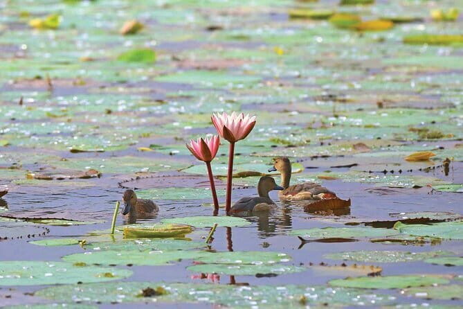Half Day Tour to Muthurajawela, Lagoon, Dutch Canal and Mangroves - Transportation, Duration, and Value