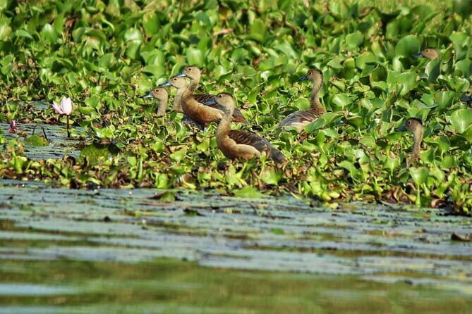 Half Day Tour to Muthurajawela, Lagoon, Dutch Canal and Mangroves - Practical Tips for Booking and Enjoying the Tour