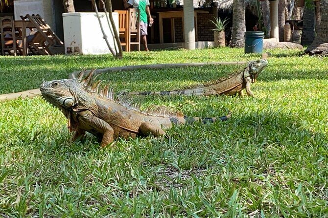 Half-Day Tour to Ventanilla, Mazunte, Zipolite and Puerto Angel - Frequently Asked Questions