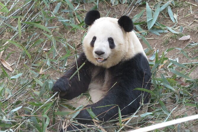 Half Day Tour to Xi'an Wild Panda Breeding and Protecting Center - The Experience in Detail: What to Expect