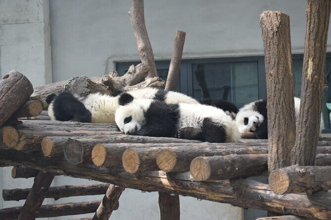 Half Day Tour to Xi'an Wild Panda Breeding and Protecting Center - What Reviewers Say