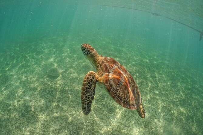 Half Day Tour: Turtles Encounter in Akumal Beach - The Practicalities You Need to Know