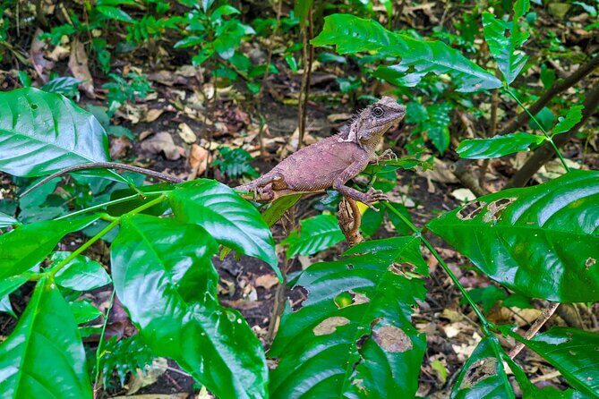 Half Day Trekking Cat Ba National Park - Practical Details and Insights