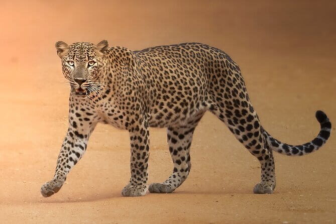 Half Day trip in Yala National Park - An In-Depth Look at the Safari Experience