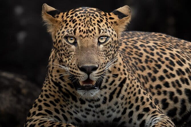 Half Day trip in Yala National Park - FAQ