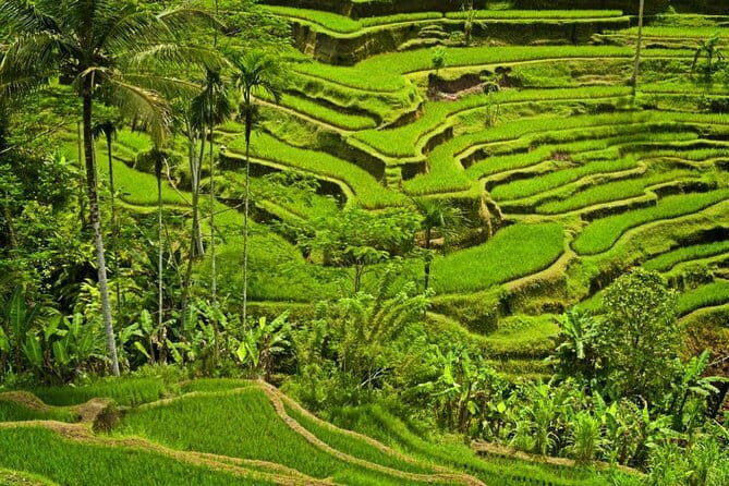 Half Day Ubud and Tampak Siring Private Tour From Bali - Key Points