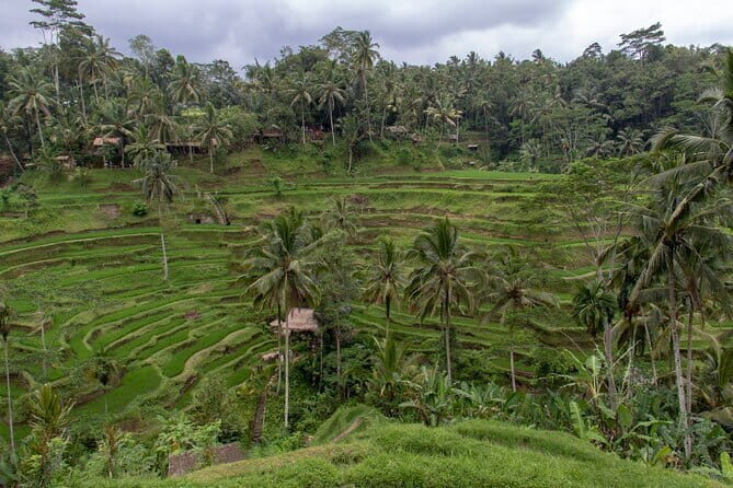 Half Day Ubud and Tampak Siring Private Tour From Bali - An In-Depth Look at the Bali Half-Day Tour