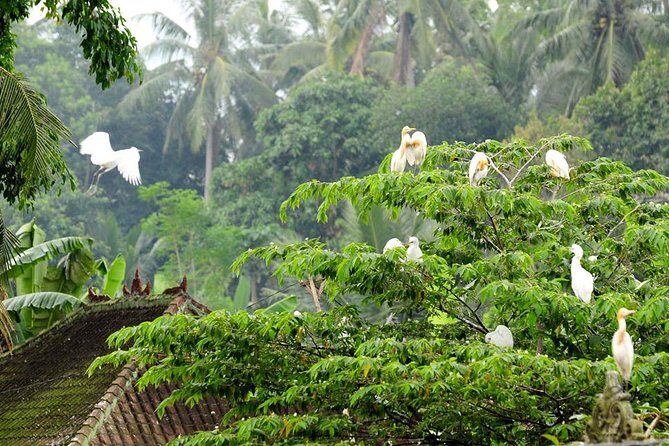 Half Day Ubud Tour: Ubud Unique Spots - A Deep Dive into the Ubud Half Day Tour