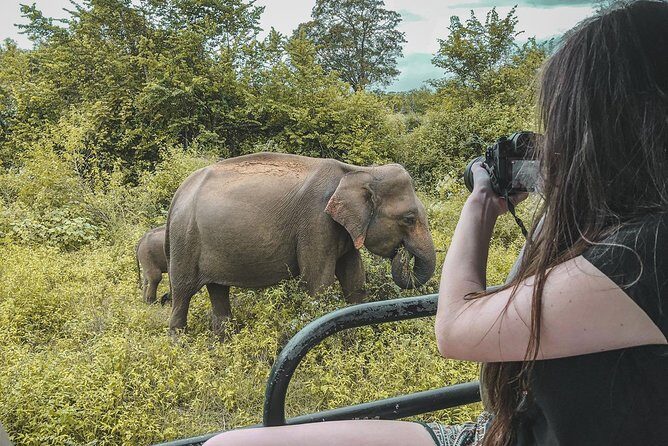 Half Day Udawalawe Safari (Entrance + Lunch) - Introducing the Half Day Udawalawe Safari Experience