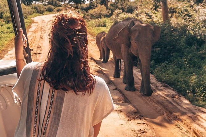 Half Day Udawalawe Safari (Entrance + Lunch) - Transportation & Comfort