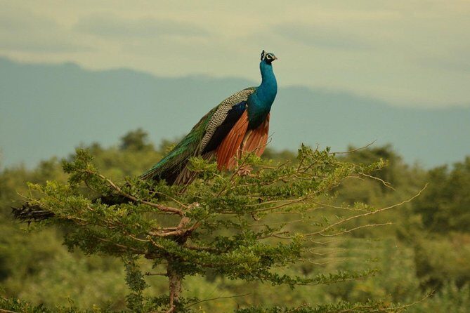 Half Day Udawalawe Safari (Entrance + Lunch) - Who Should Consider This Tour?