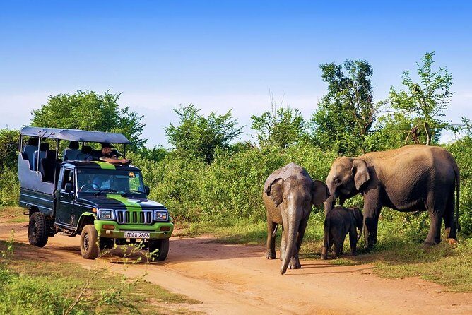 Half Day Udawalawe Safari from Kalutara (Entrance + Lunch) - The Itinerary in Detail: What to Expect