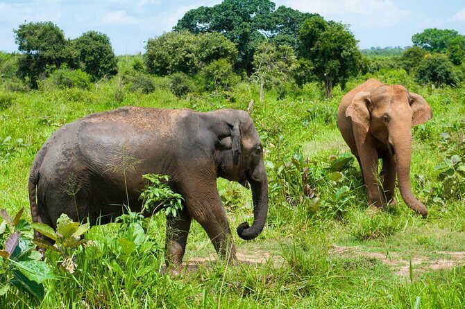 Half Day Udawalawe Safari from Kalutara (Entrance + Lunch) - Final Thoughts