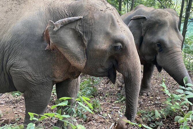 Half Day Visit Smile Elephant Chiang Mai - Who Would Love This Tour?