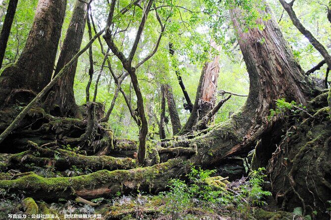 Half Day Walking Tour in Yakusugi Land - Who Will Appreciate This Tour?