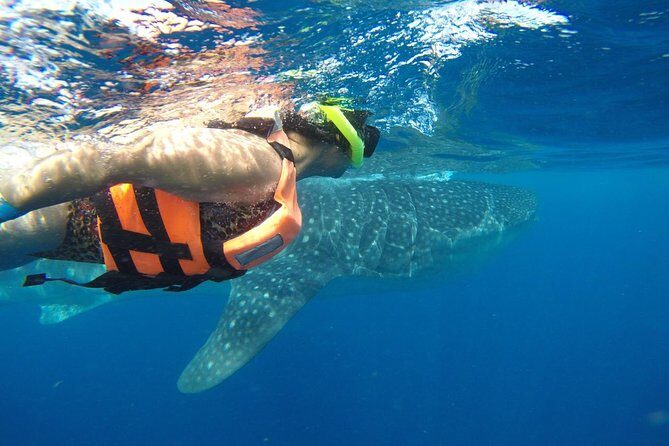 Half Day Whale Shark Tour From Playa del Carmen - The Practical Details