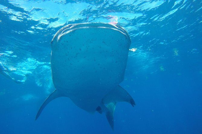 Half Day Whale Shark Tour From Playa del Carmen - What Past Travelers Say
