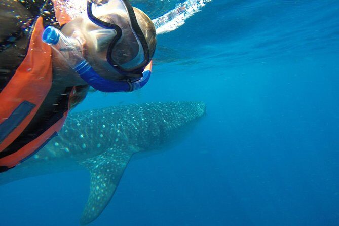 Half Day Whale Shark Tour From Playa del Carmen - Frequently Asked Questions