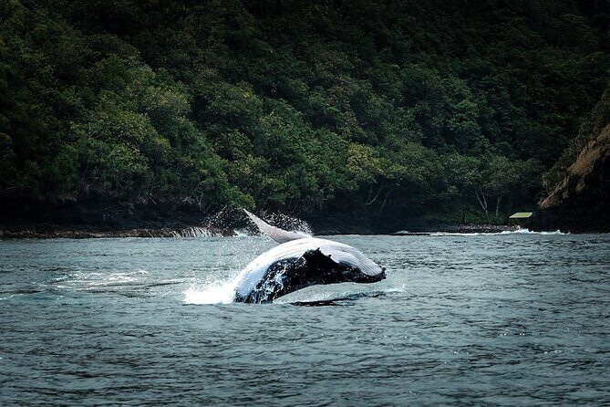 Half Day Whale Watching in a Small Shared Group - The Itinerary and What to Expect