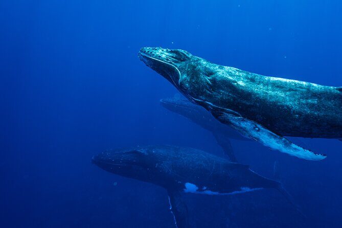 Half Day Whale Watching in a Small Shared Group - Practical Details You Should Know