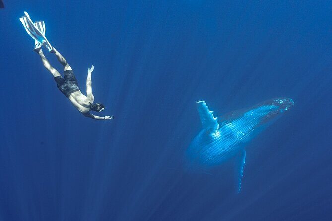 Half Day Whale Watching in a Small Shared Group - Why Choose This Tour?