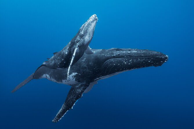 Half day Whales watching PRIVATE group - An Authentic Polynesian Setting for Whale Watching