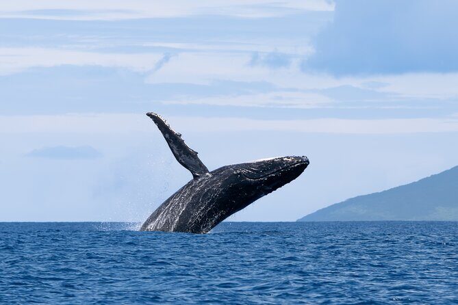 Half day Whales watching PRIVATE group - The Value of a Private Small-Group Tour