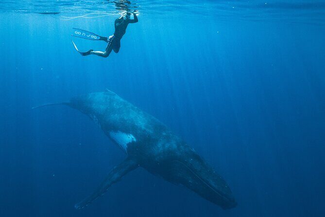 Half day Whales watching PRIVATE group - Respecting the Wildlife and Environment